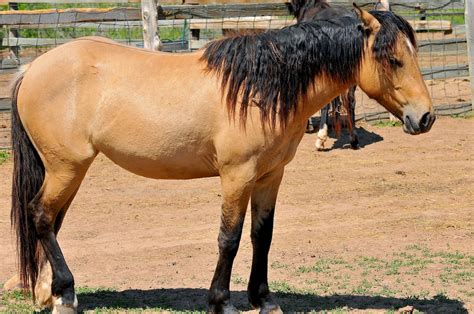 facts about the spanish mustang horse